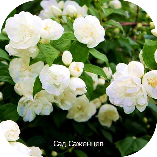 Жасмин садовый (чубушник) Джирандоль Жасмин садовый (чубушник) Джирандоль